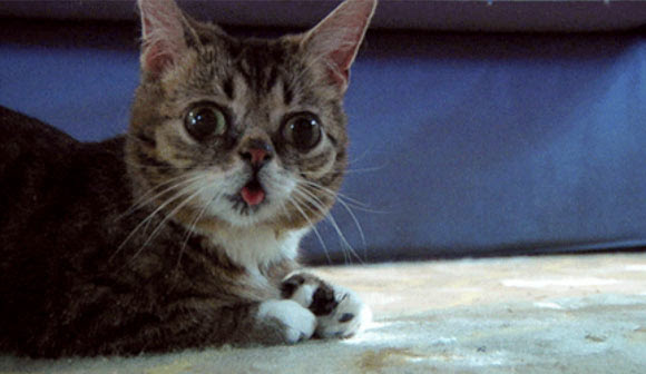 funny images of catsphoto