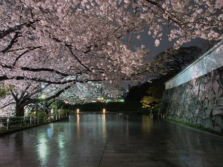福岡 舞鶴公園の夜桜ライトアップ 福岡 博多のおすすめスポット紹介 ｕｚｏｕ日記