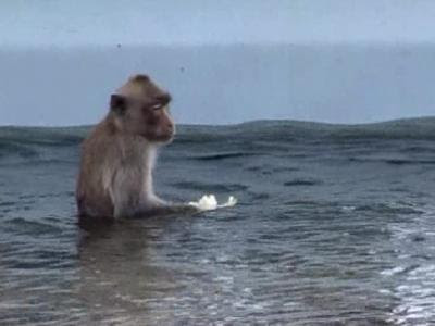 The Thai navy has started feeding a troupe of long-tailed macaques...