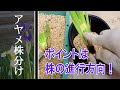[最も選択された] アヤメ 球根 205776-アヤメ 球根