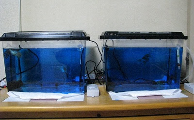 新着 メチレンブルー 使い方