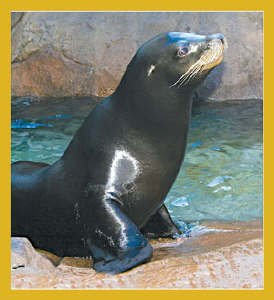 California Sea Lion with Rocks Bookmark