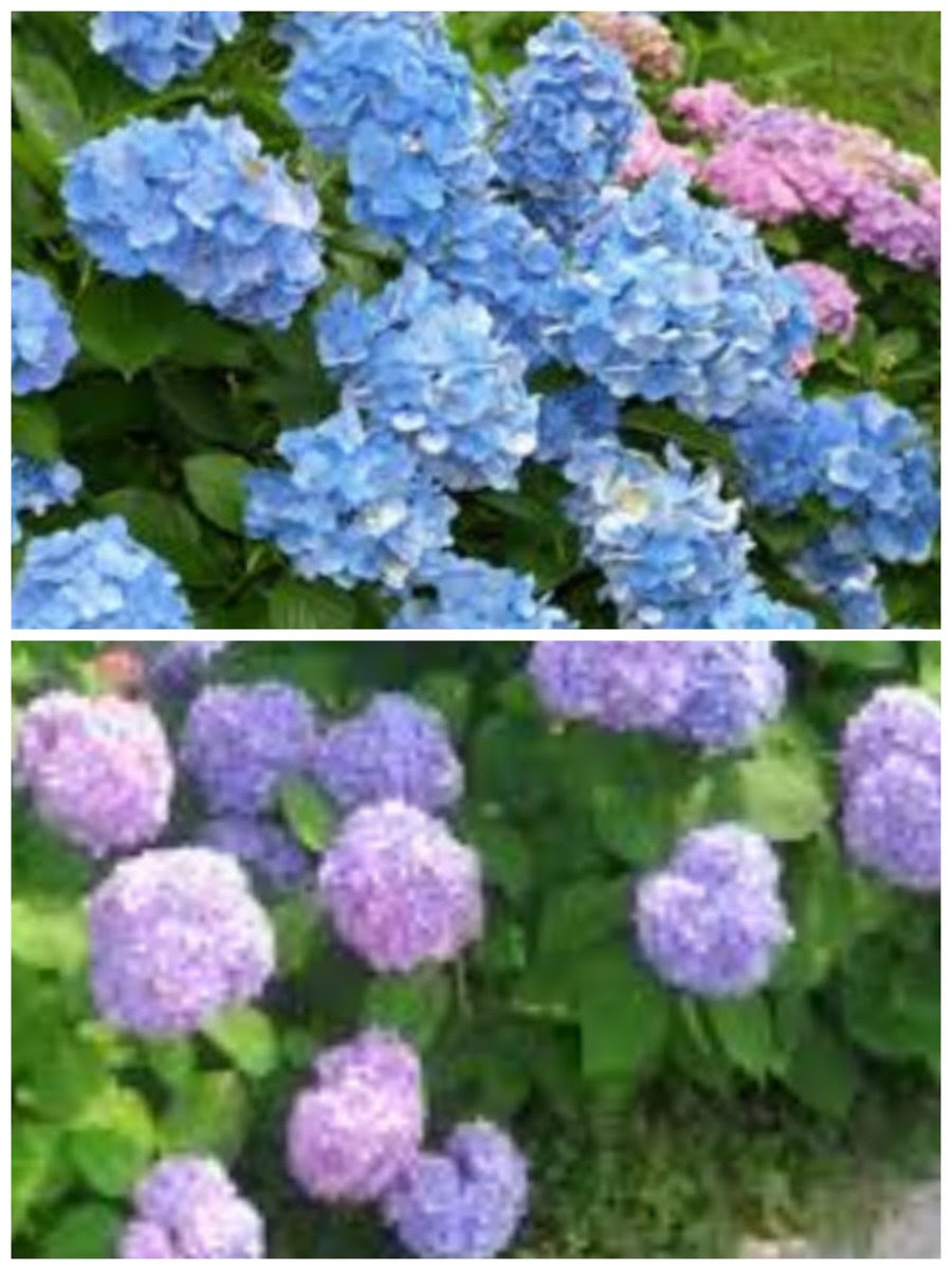 장마  내일부터 비가 우산 날씨 오늘부터 엄청 비는 오기 온다고 덥고 moonlight4110