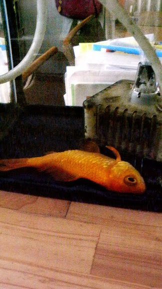 金魚が死んだ ツンデル兄さんの人生オワタ 楽天ブログ