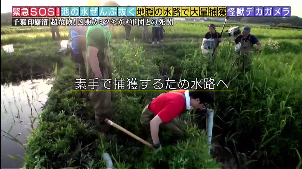 緊急sos 池の水ぜんぶ抜く大作戦 巨大怪獣デカガメラ出た 字 哔哩哔哩 Bilibili