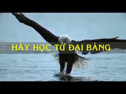 "Cuộc tái sinh của đại bàng - Đương đầu hay là chết"!