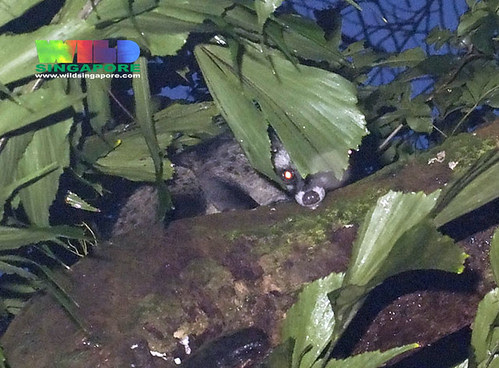 Common palm civet (Paradoxurus hermaphroditus)