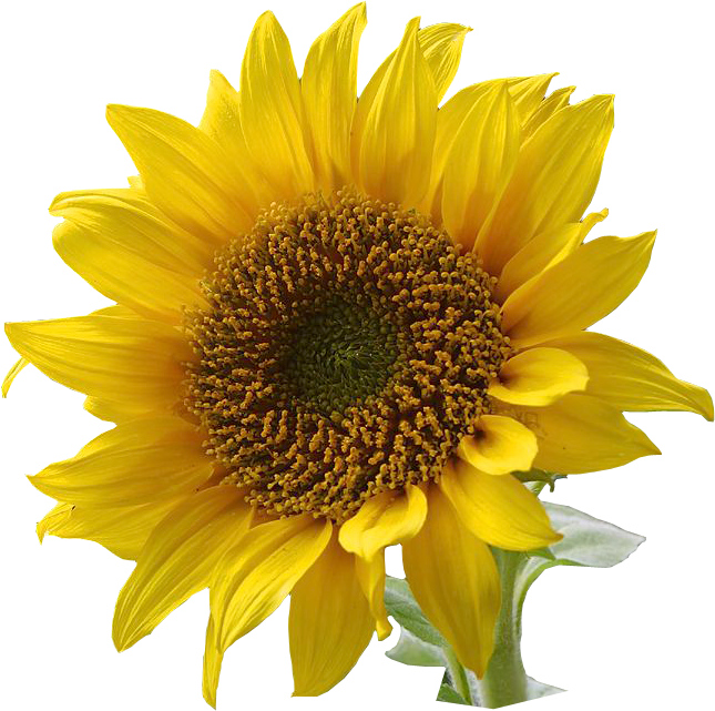 Download Free Sunflowers Cliparts, Download Free Clip Art, Free ...