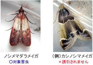 フェロモン 誘引 トラップ 強力誘引 ノシメマダラメイガの性フェロモンを用いたフェロモントラップ 平らな箱型の粘着トラップは 壁に沿って設置したり 棚の上に置いたり使用できます シンライン メイガ用 の通信販売 テクノ株式会社
