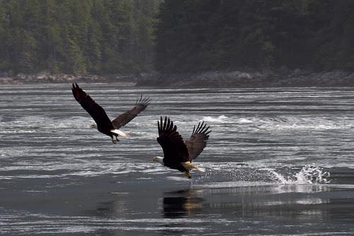 catching fish