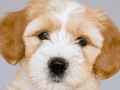 Snootypets.com For The Best