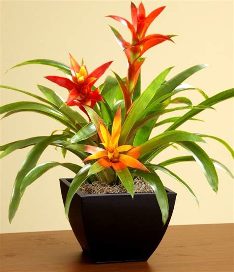 pictures bromeliads plants tropical bromeliad garden