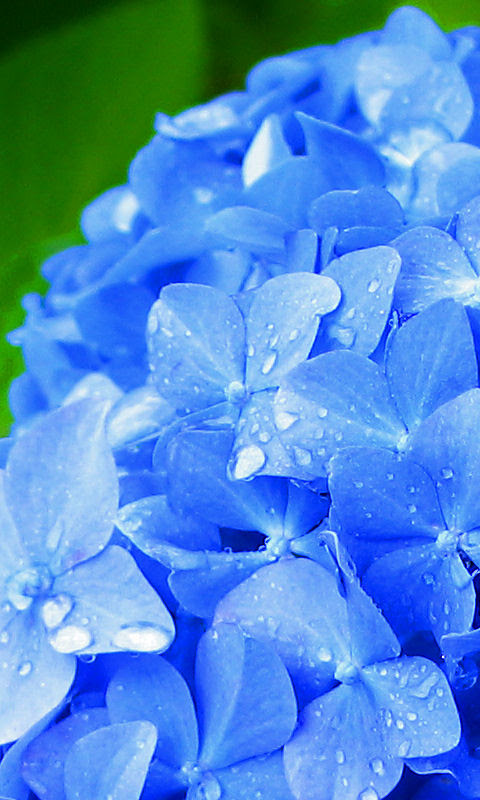 あじさいの花 青 携帯待受画像 無料壁紙