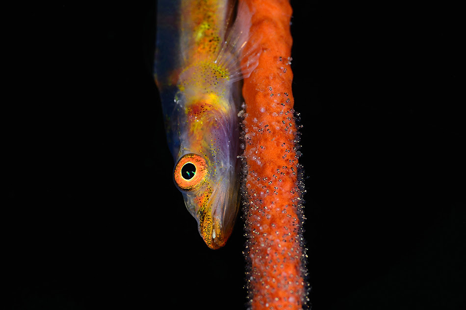 ガラスハゼだからこそね 井田ダイビングセンター