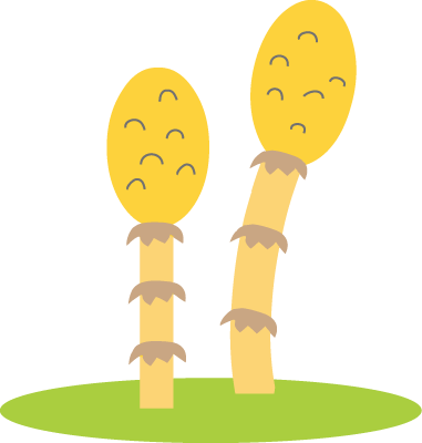 春 つくしのイラスト 無料イラスト