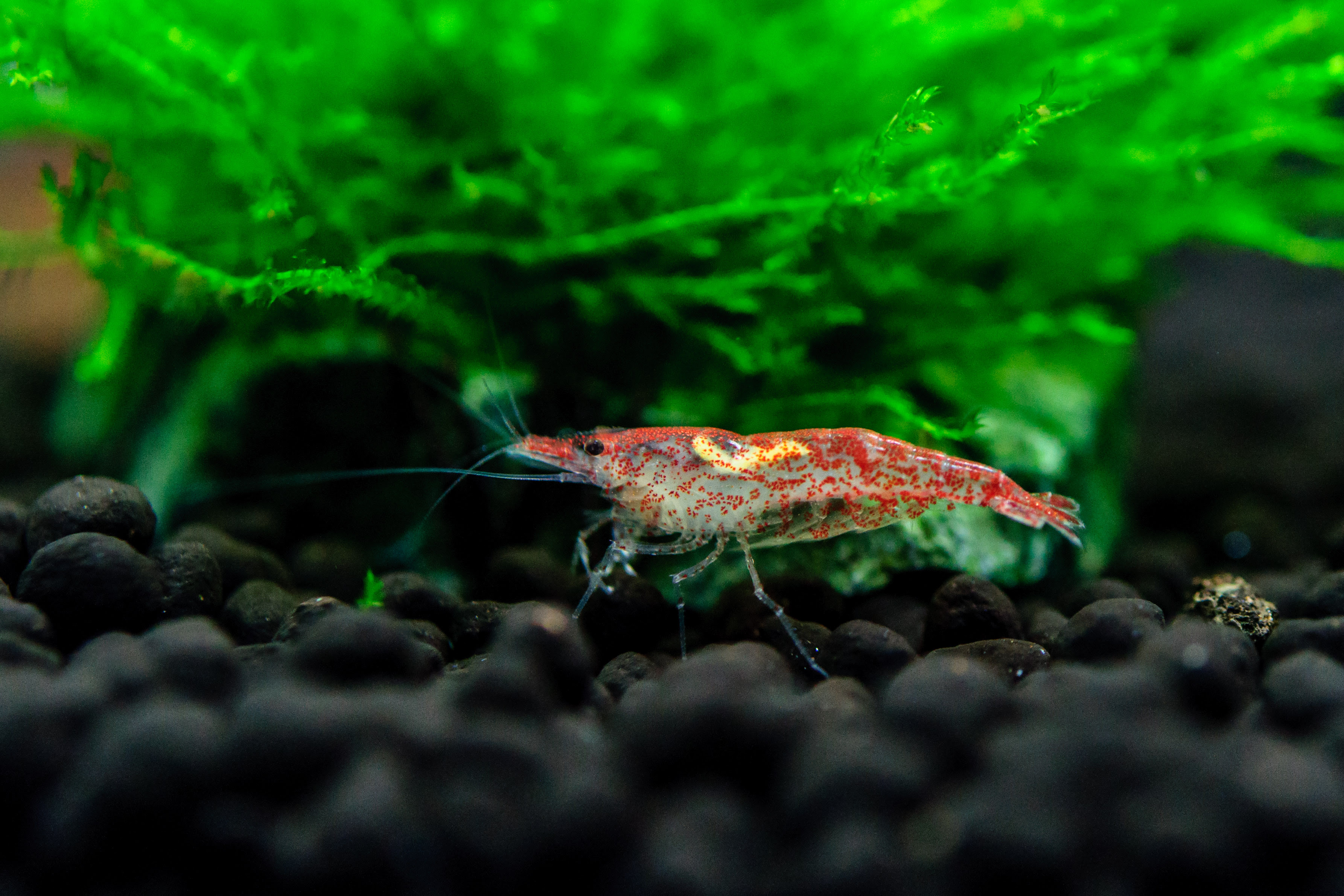 チャームでチェリーシュリンプを買った Freetimes