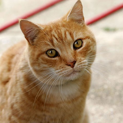 平成26年度の 保護犬猫の状況 北海道 オホーツク 北見保健所 美幌音楽人 加藤雅夫