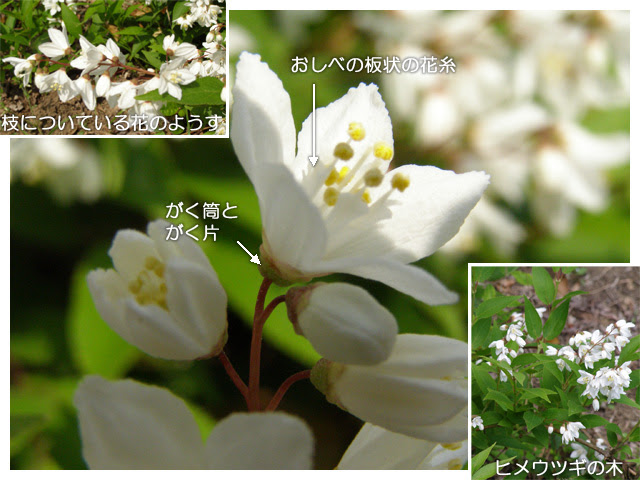 科学技術館メールマガジン 自然と友だち