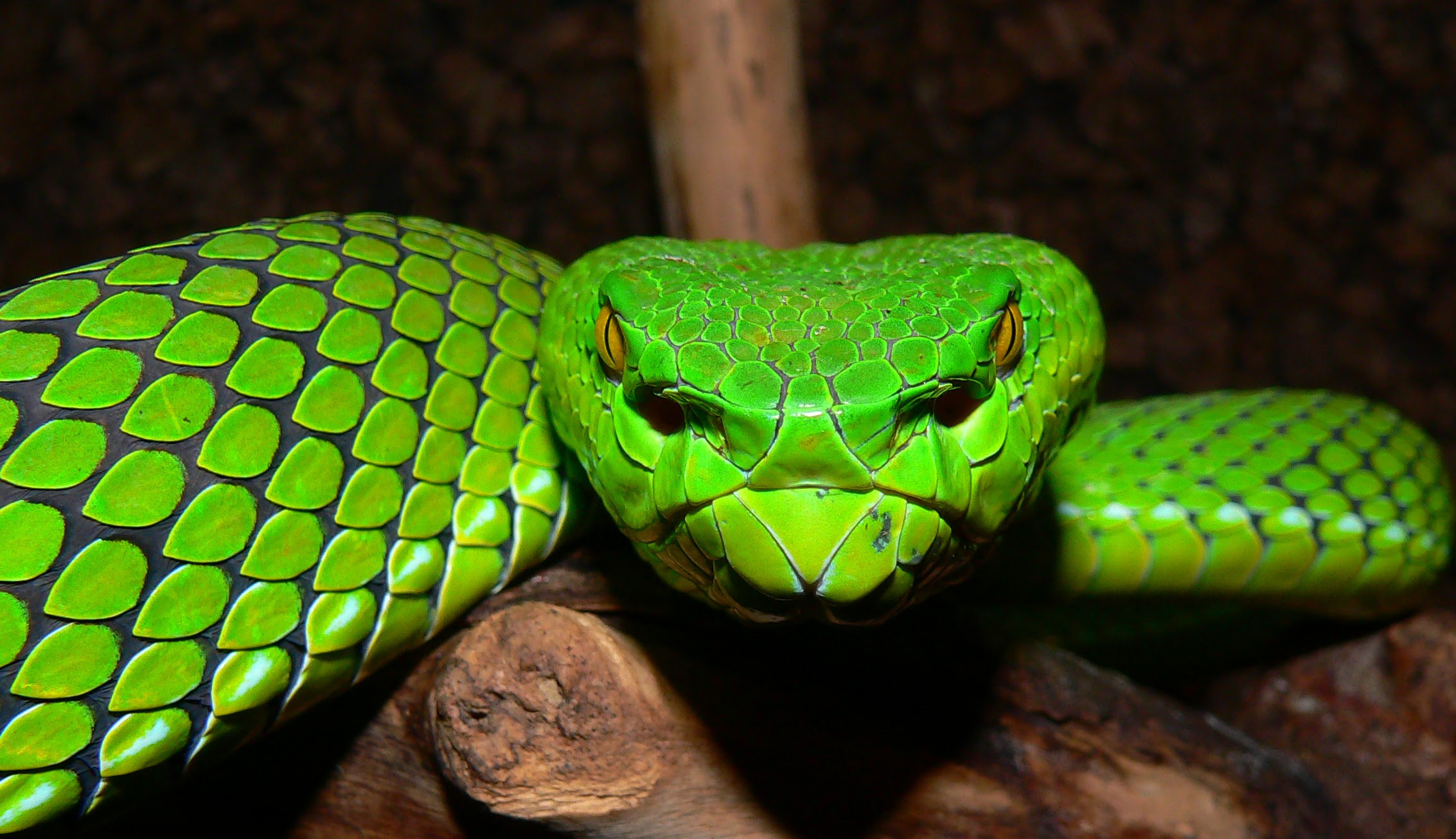 Green Pit Viper Pics