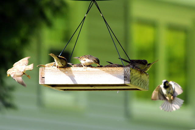 too many sparrows