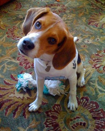 Basic dog training techniques -Teach Puppy His Name and lots more....
