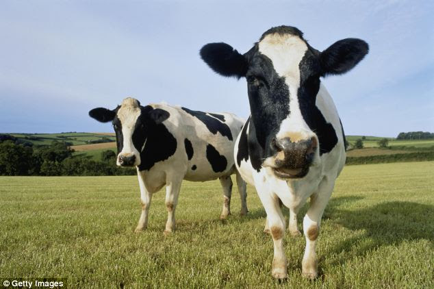 The say the system produces about 50 gallons of water from 100 gallons of manure.