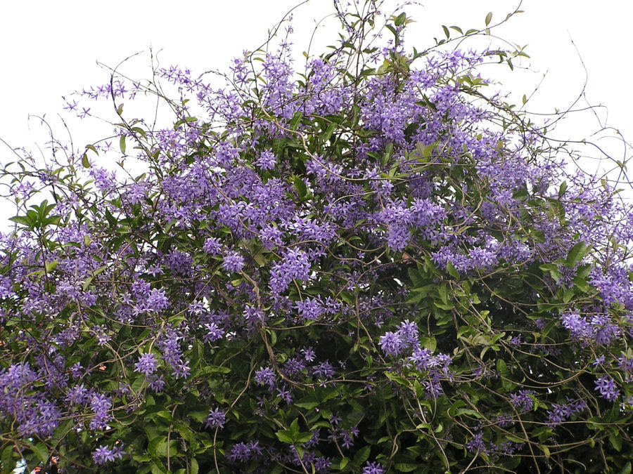 Bushes and Trees Photos: Purple Flowring Bush. Photo of a Flowering Bush