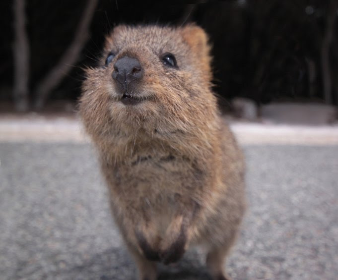 Photos of Quokka , Images of Quokka , Quokka photos, Quokka photos free, Photos of Quokka 