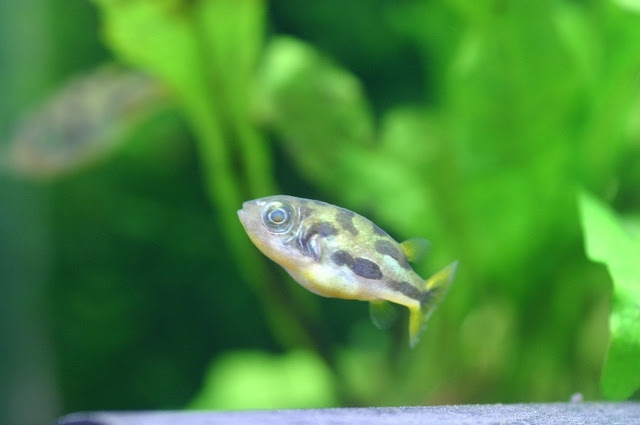 かわい過ぎてキュン死 小さな癒し系熱帯魚の飼い方 熱帯魚 アクアリウム情報マガジン