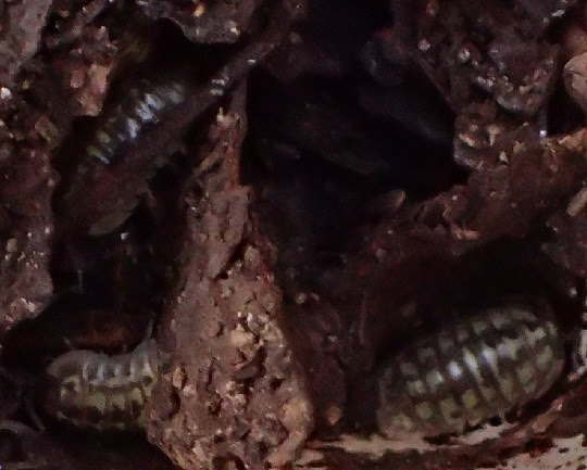 ベルシコロルダンゴムシ４ 萌萌虫雑記帳