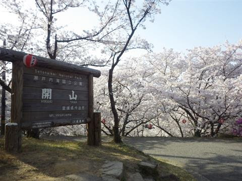 開山公園でお花見 イマナニ 愛媛のイベント情報