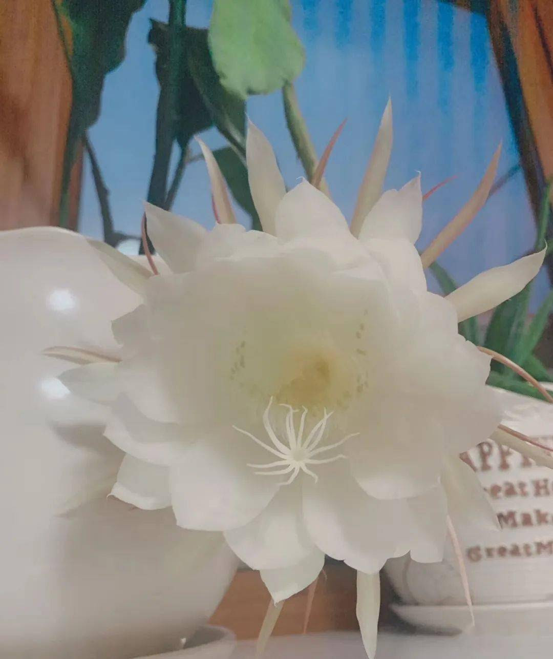 昙花夜绽放 月下美人 来 开花