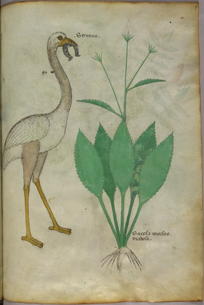 Herbal/bestiary from 1400s