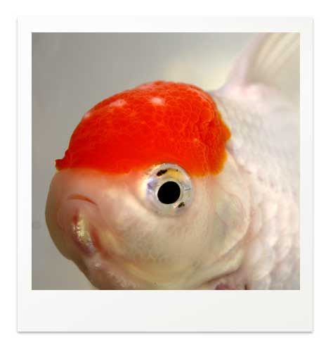 白点病の見分け方と治療法 写真で比べる白点病と間違いやすい症状 金魚飼育マニュアル 木苺共和国