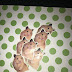 Hamster Holding Up Peace Sign - May 11, 2020 · when it comes to celebrities on social media, chrissy teigen is the best of the best.
