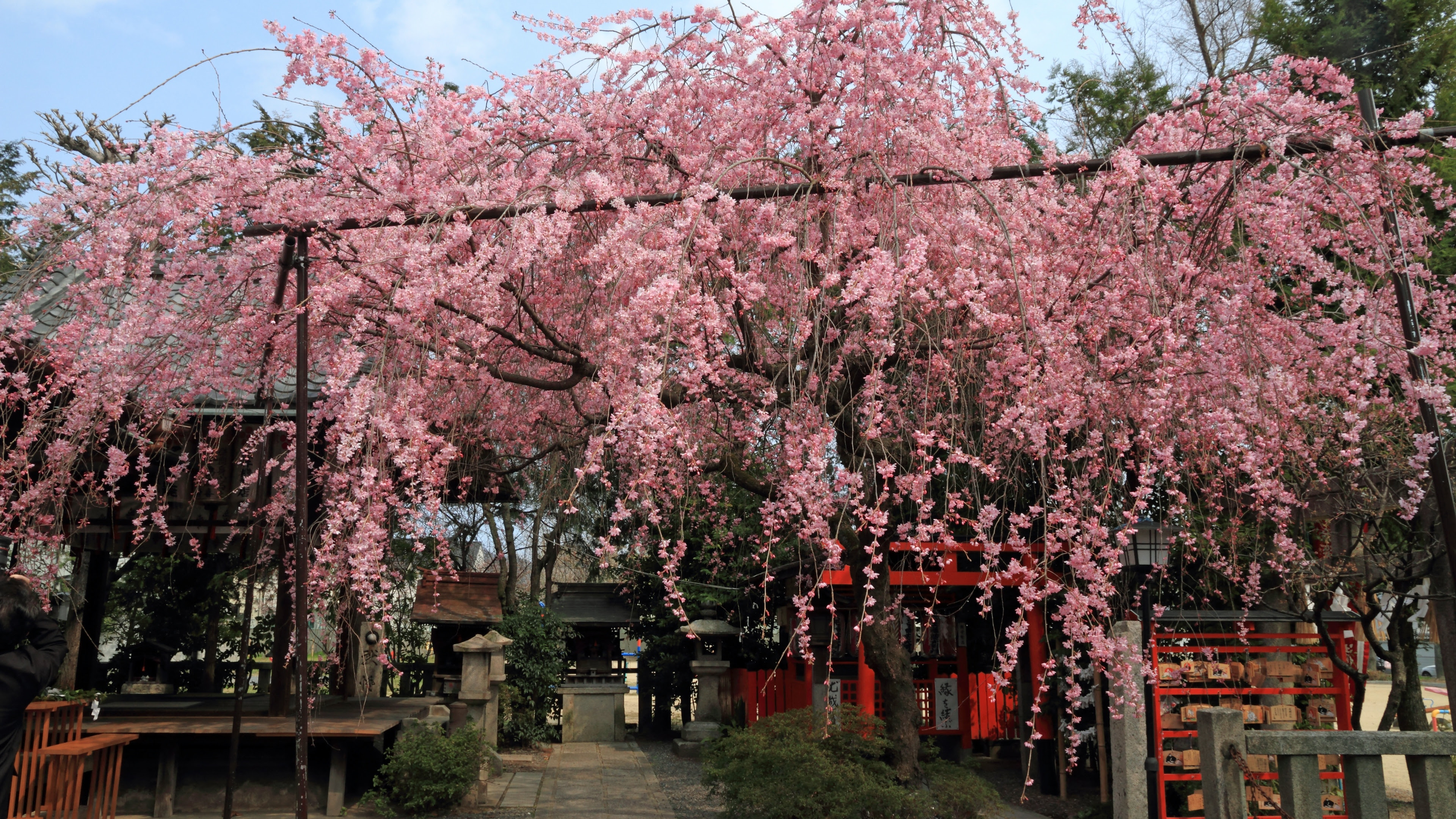 4k 11年 京都の桜壁紙 計10枚 壁紙 日々駄文