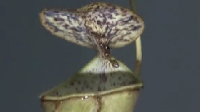 The carnivorous pitcher plant Nepenthes gracilis (c) Ulrike Bauer