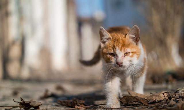 弓形虫病有多可怕 猫咪染上后的死亡率很高 可