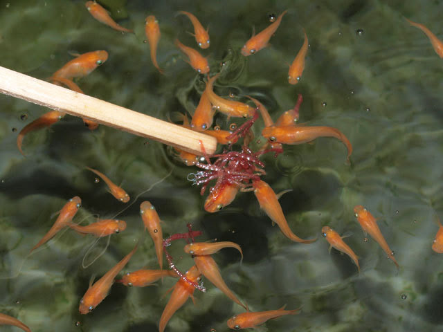 小さな庭と めだかのいる暮らし めだかのエサに冷凍赤虫がオススメ