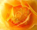 atheana's photo