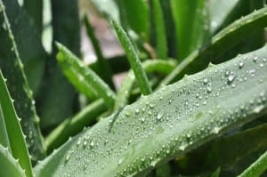 How To Care For Aloe Vera Plant