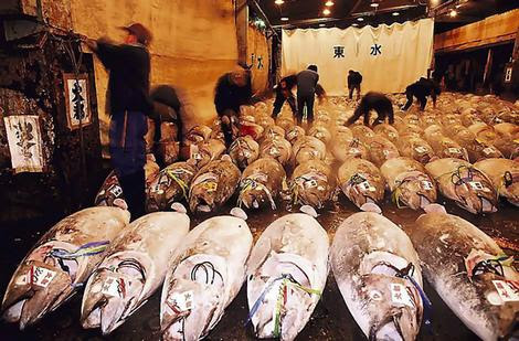 tuna's struktur dan lemak perut menjadikannya salah satu ikan yang paling dicari untuk sushi. Pasar Ikan Tsukiji memiliki lebih banyak untuk menawarkan selain hanya tuna. 