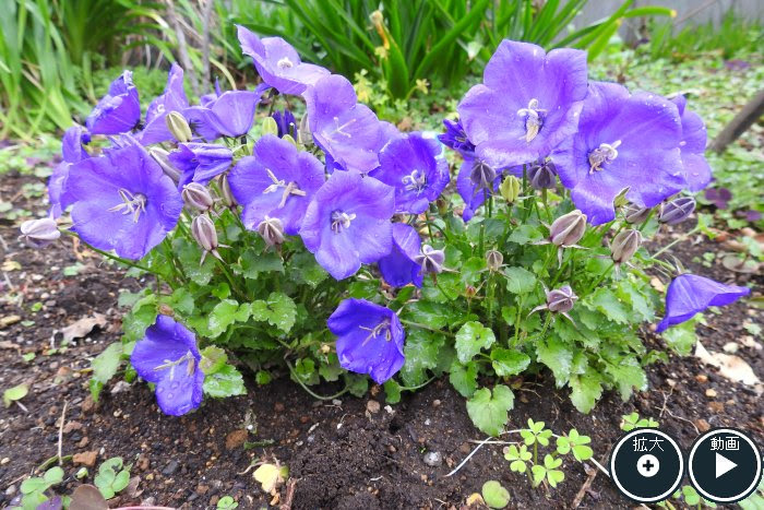 カンパニュラの種類