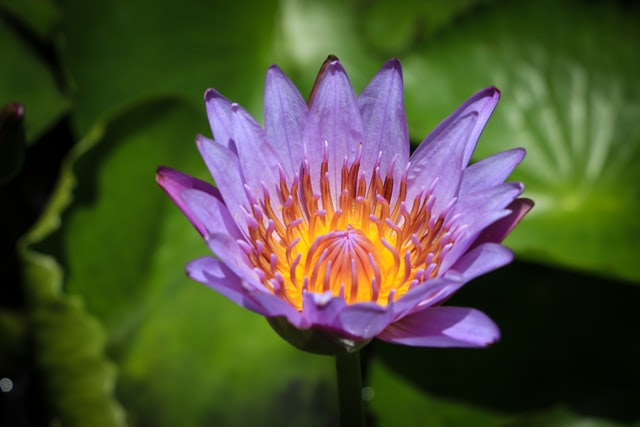 How To Use Blue Lotus Kratom Times