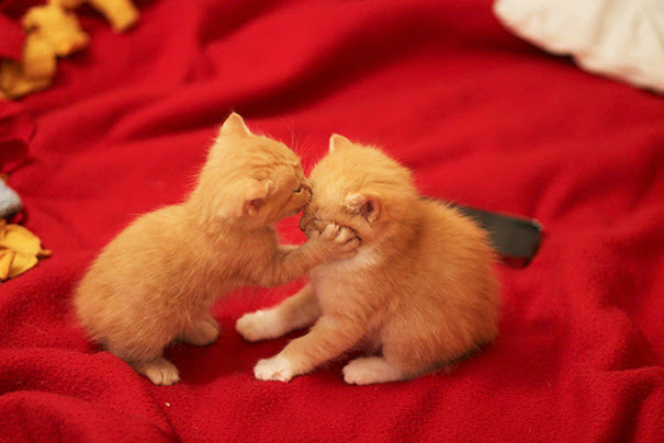 14+ Cats Ready For Valentine's Day | Bored Panda