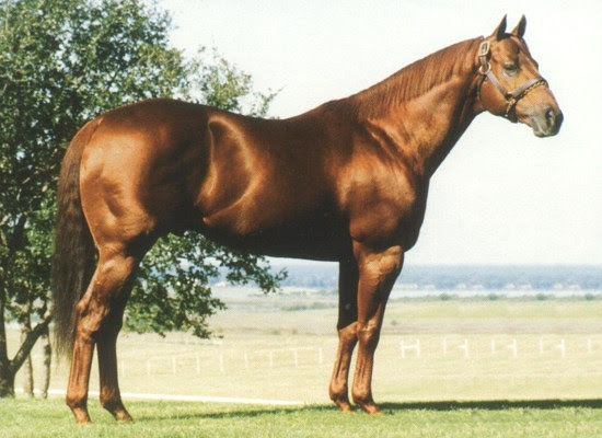 Horse Race: Quarter Horse Racing