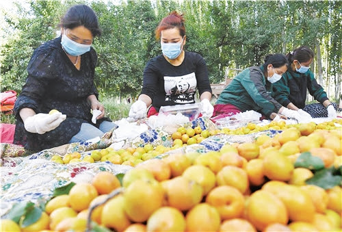 新疆南疆深耕特色林果产业林果业 接二连三 释放叠加效益 天山网 新疆新闻门户