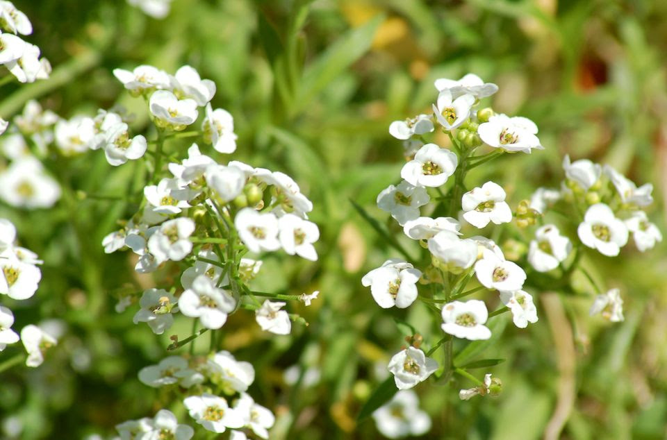 7月花语 花语大全