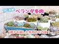 多肉 植物 ベランダ 257102-多肉 植物 ベランダ 雨よけ