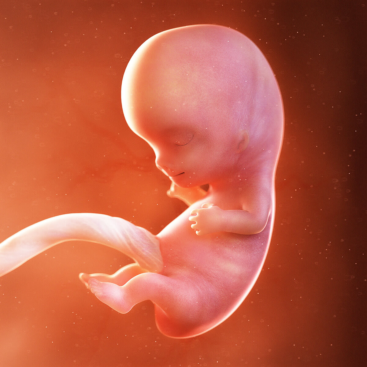 9 Weeks Pregnant Symptoms Ultrasound Belly More Your Baby At 9 Weeks